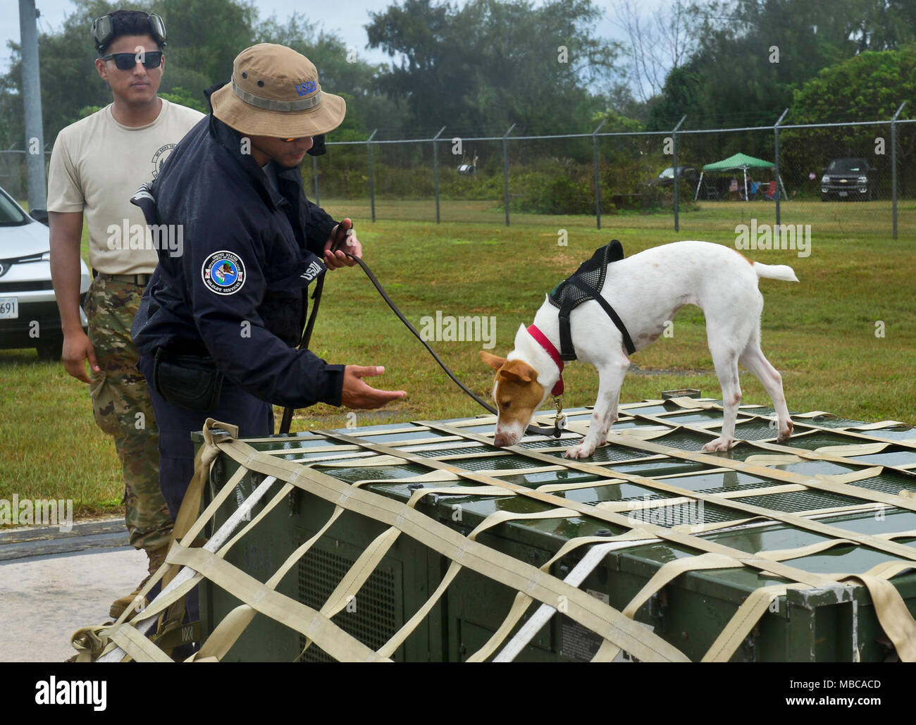 Un U.S. Dipartimento di Agricoltura Brown Tree rivelatore di serpente cane odora in corrispondenza di un vano di carico durante la fase di esercizio di far fronte nord 2018 a Rota, U.S. Repubblica della Mariana Islands settentrionale, Feb. 17. Un esercizio annuale, questo anno di far fronte nord è multilaterale di HA/DR esercizio che consente le nazioni partecipanti per preparare e recuperare dagli effetti devastanti delle calamità naturali. (U.S. Air Force Foto Stock