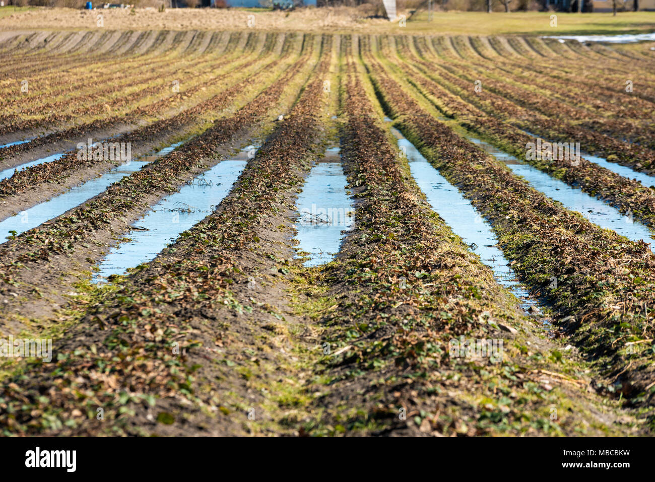 Umido campo di fragole in primavera con acqua tra le righe. Foto Stock