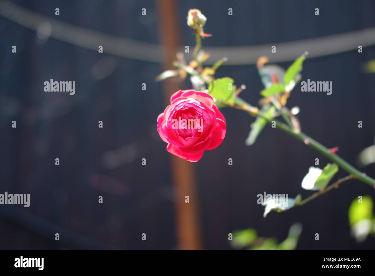 Natura catturate da un viaggio a Taiwan Foto Stock