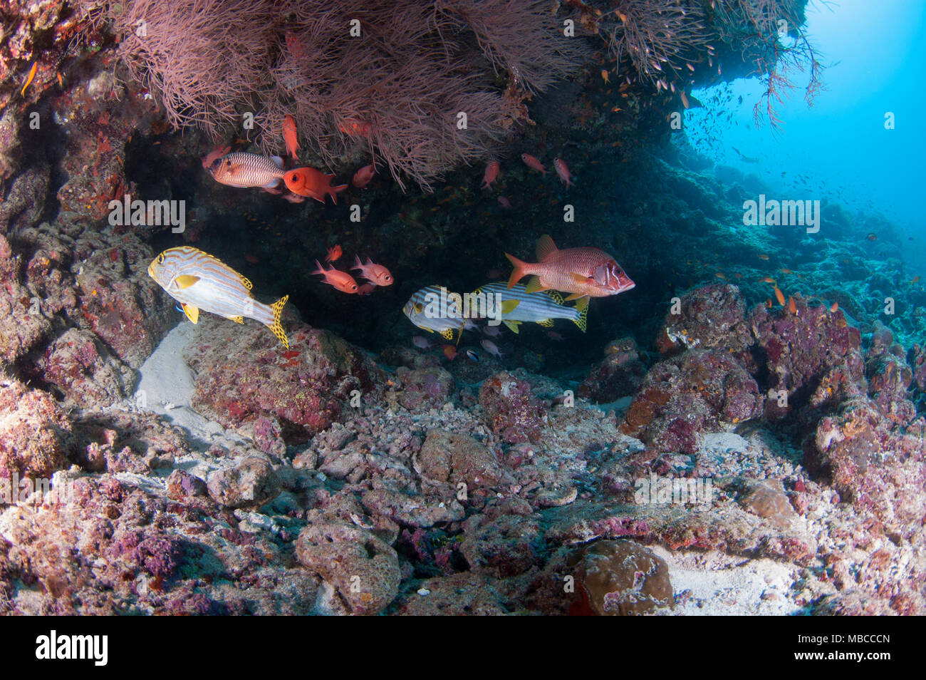 Paesaggio subacqueo delle Maldive Foto Stock