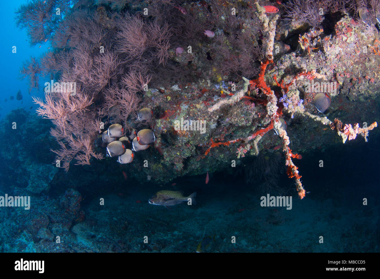 Paesaggio subacqueo delle Maldive Foto Stock