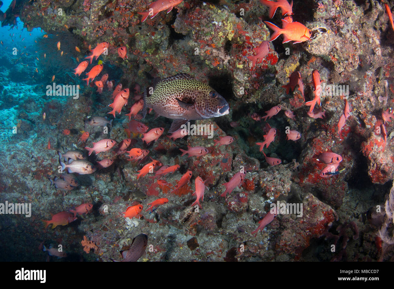 Paesaggio subacqueo delle Maldive Foto Stock