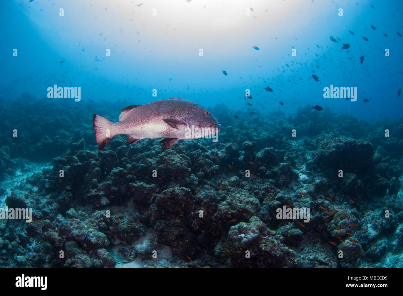 Paesaggio subacqueo delle Maldive Foto Stock