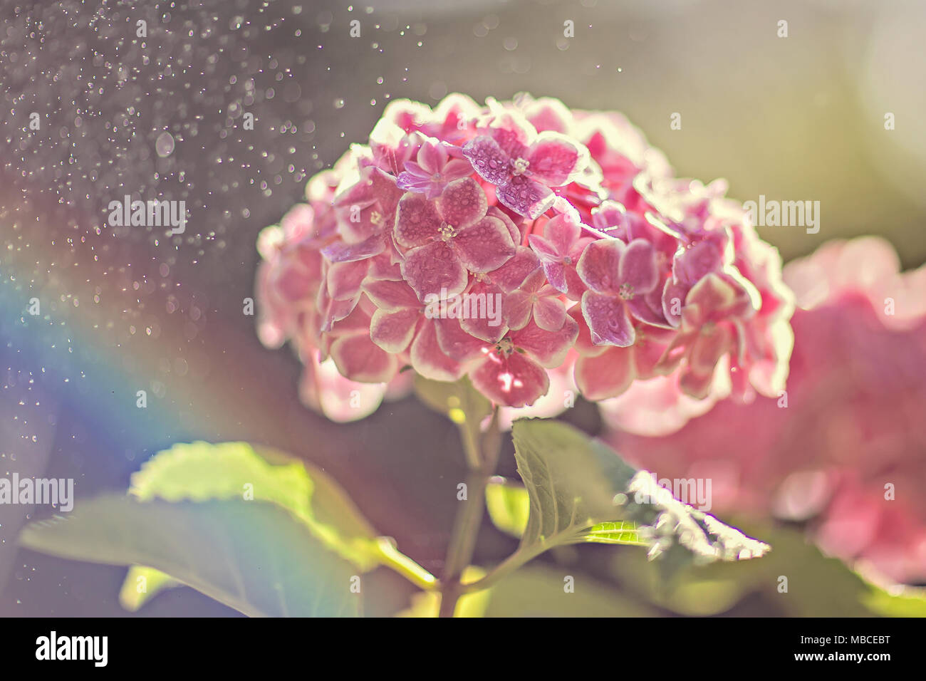 Hydrangea rosa con nebbia e un arcobaleno Foto Stock