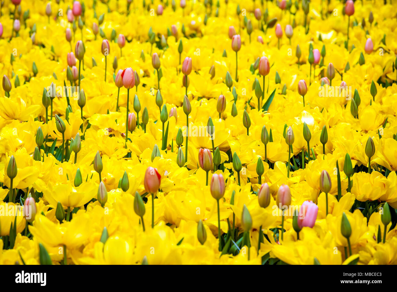 Campo di tulipani colorati Foto Stock