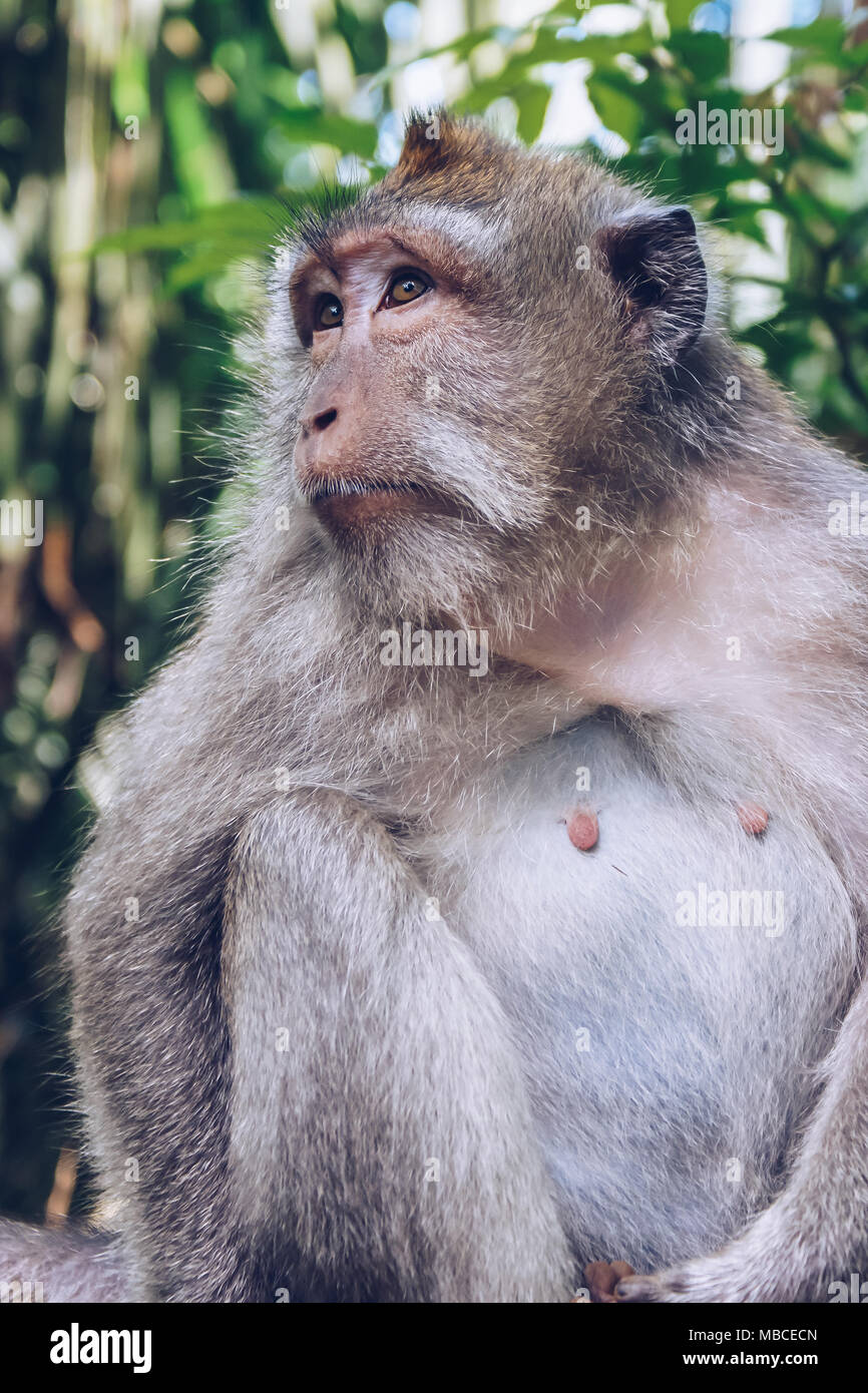 Scimmia Balinese in Ubud Monkey Forest, Bali, Indonesia Foto Stock