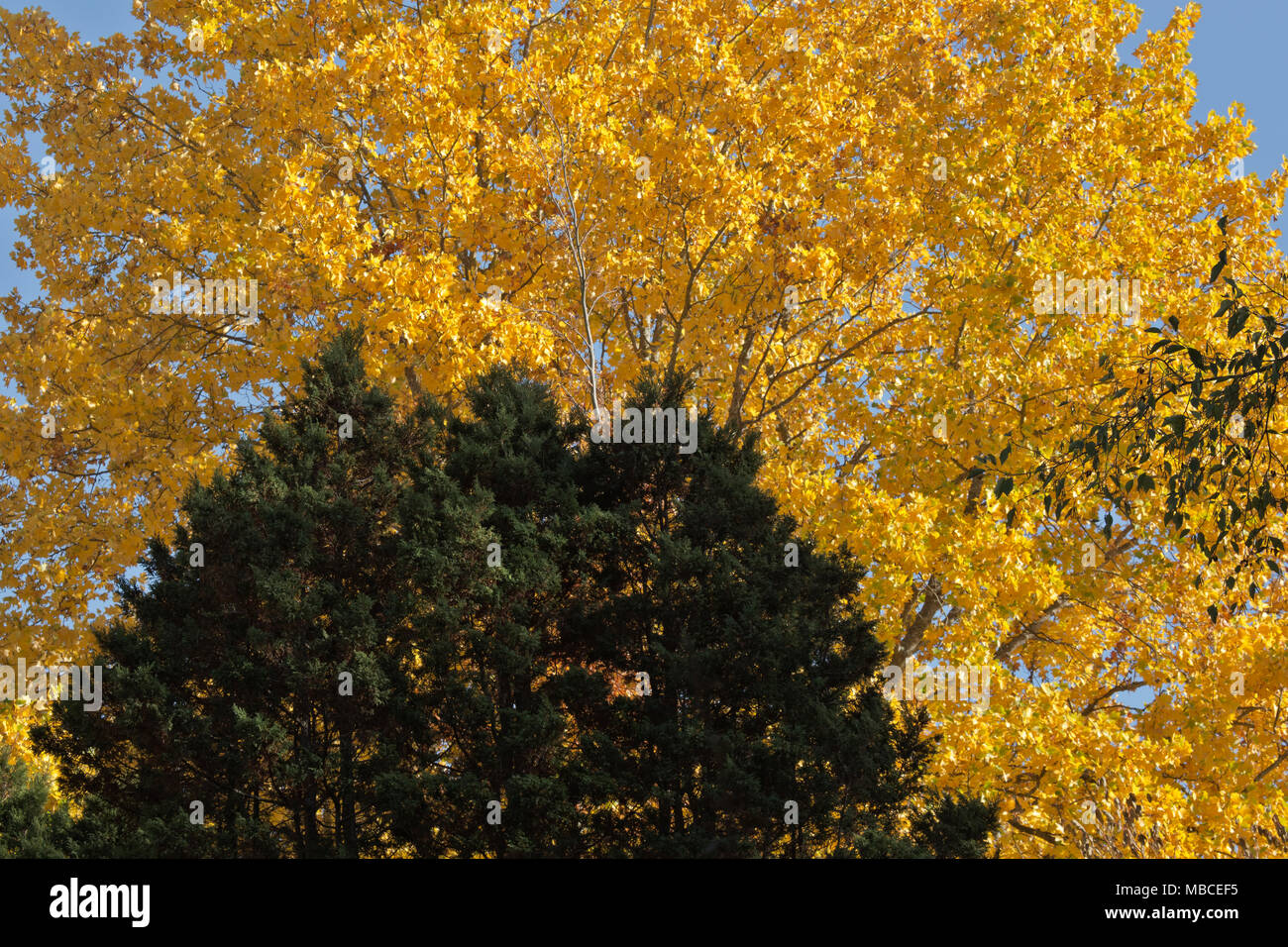 WA15112-00...WASHINGTON - Ginestra contrastante con un grande foglie di acero in autunno pieno il colore al Parco Zoologico Woodland in Seattle. Foto Stock