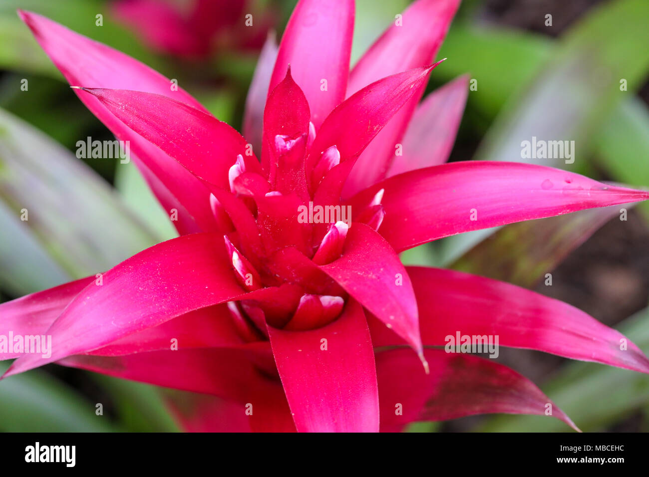Incredibile di close-up di rosso singolo fiore succulenti. Foto Stock