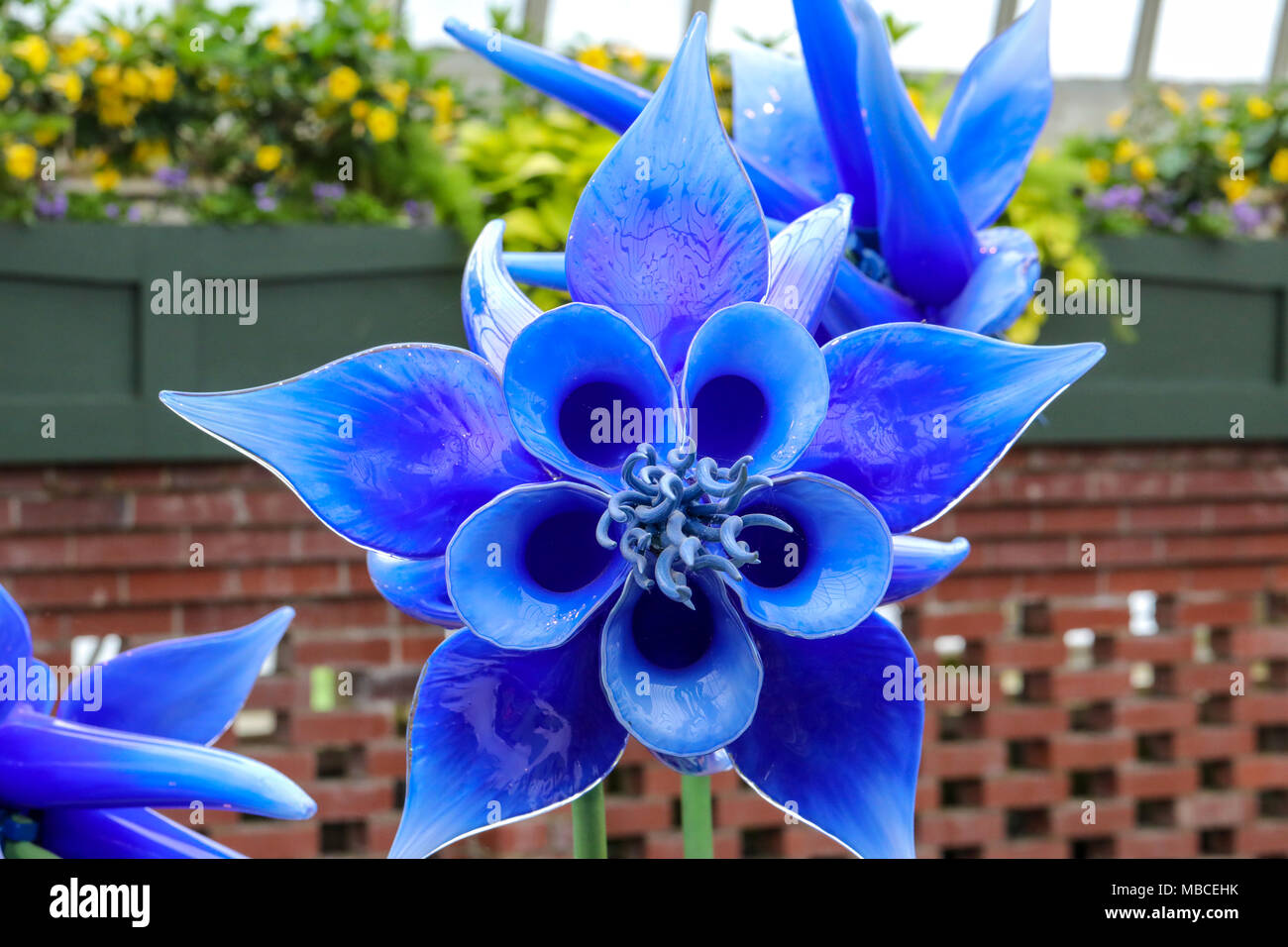 Estremamente colorati, più grandi di vita fiori di vetro sculture. Blues,  bianco, viola, giallo e verde e fiori di vetro Foto stock - Alamy
