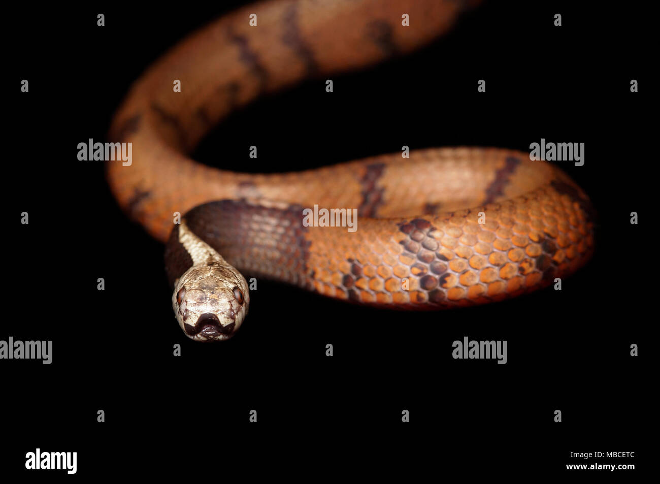 : La malese slug snake Asthenodipsas malaccanus Pareas Foto Stock