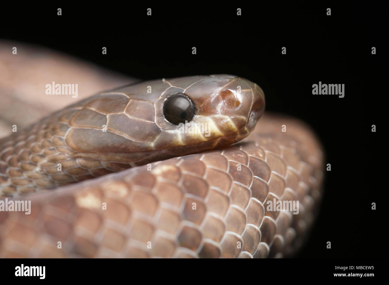 Buon slug snake Pareas laevis Foto Stock