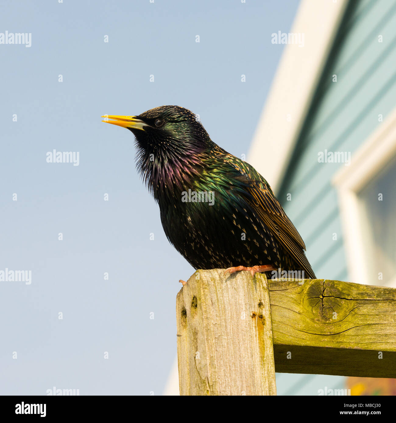 Shiny, piume colorate in un prevalentemente nero Starling bird seduto su una recinzione in Dorset, Regno Unito Foto Stock