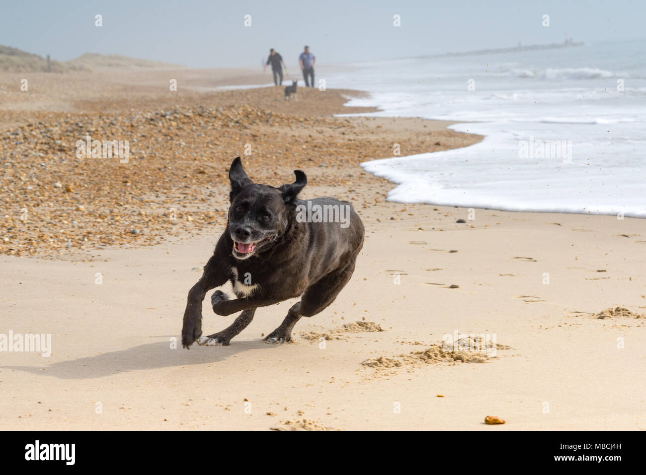 Il Labrador nero cane Boxer correndo in cerchio su una spiaggia in una nebbiosa giornata nel Dorset. Foto Stock
