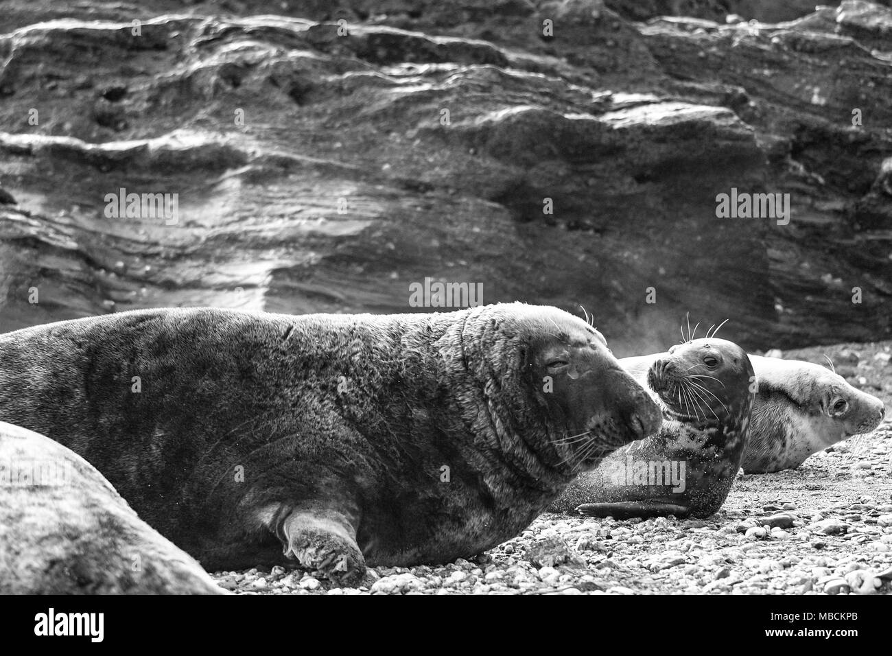 Allevamento di Atlantic Le foche grigie Halichoerus grypus Foto Stock