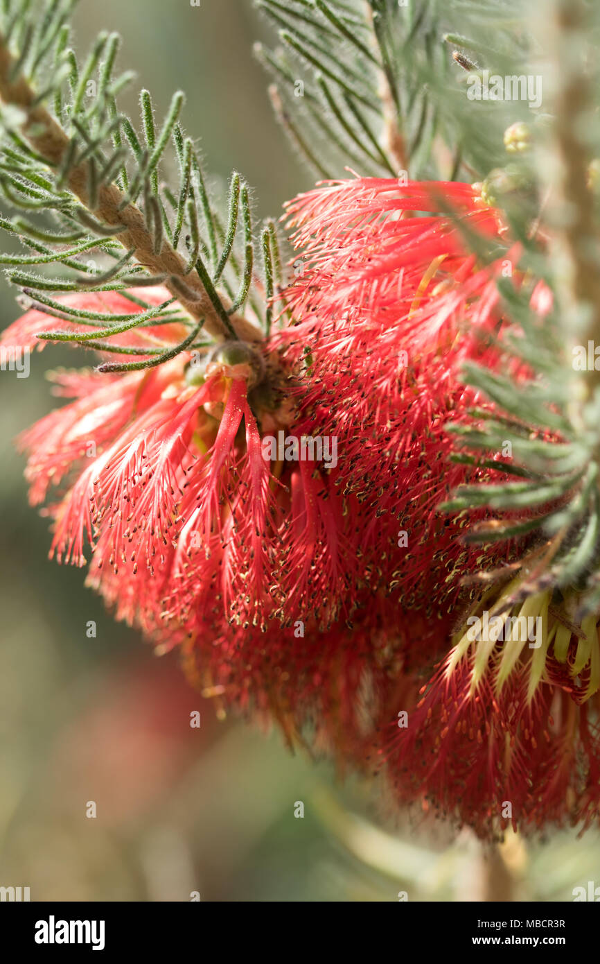 Giardino Botanico del Galles, Carmarthenshire, UK. Calothamnus Quadrifidus fiori grigio in fiore in primavera sole. Foto Stock