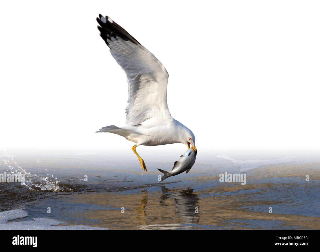 Anello-fatturati gabbiano (Larus delawarensis) con pesce pescato, isolati su sfondo bianco. Foto Stock
