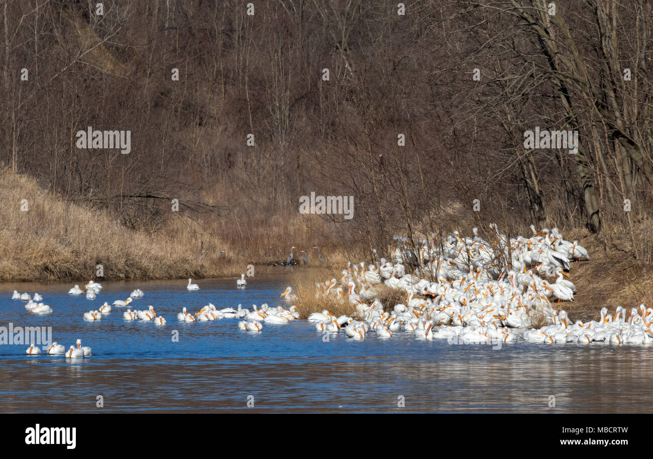 Aggregazione di Americano bianco pellicani (Pelecanus erythrorhynchos) durante la migrazione a molla, Saylorville, Iowa, USA Foto Stock