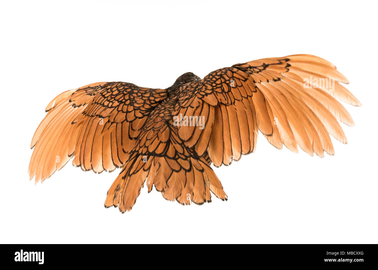 Golden Sebright pollo davanti a uno sfondo bianco Foto Stock