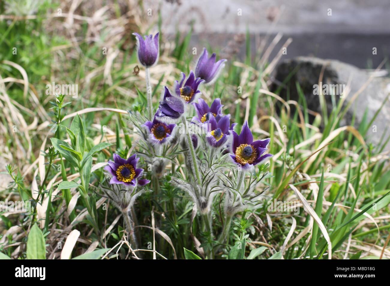 Viola Viola fiore di specie selvatiche di anemone Anemone - montana Foto Stock