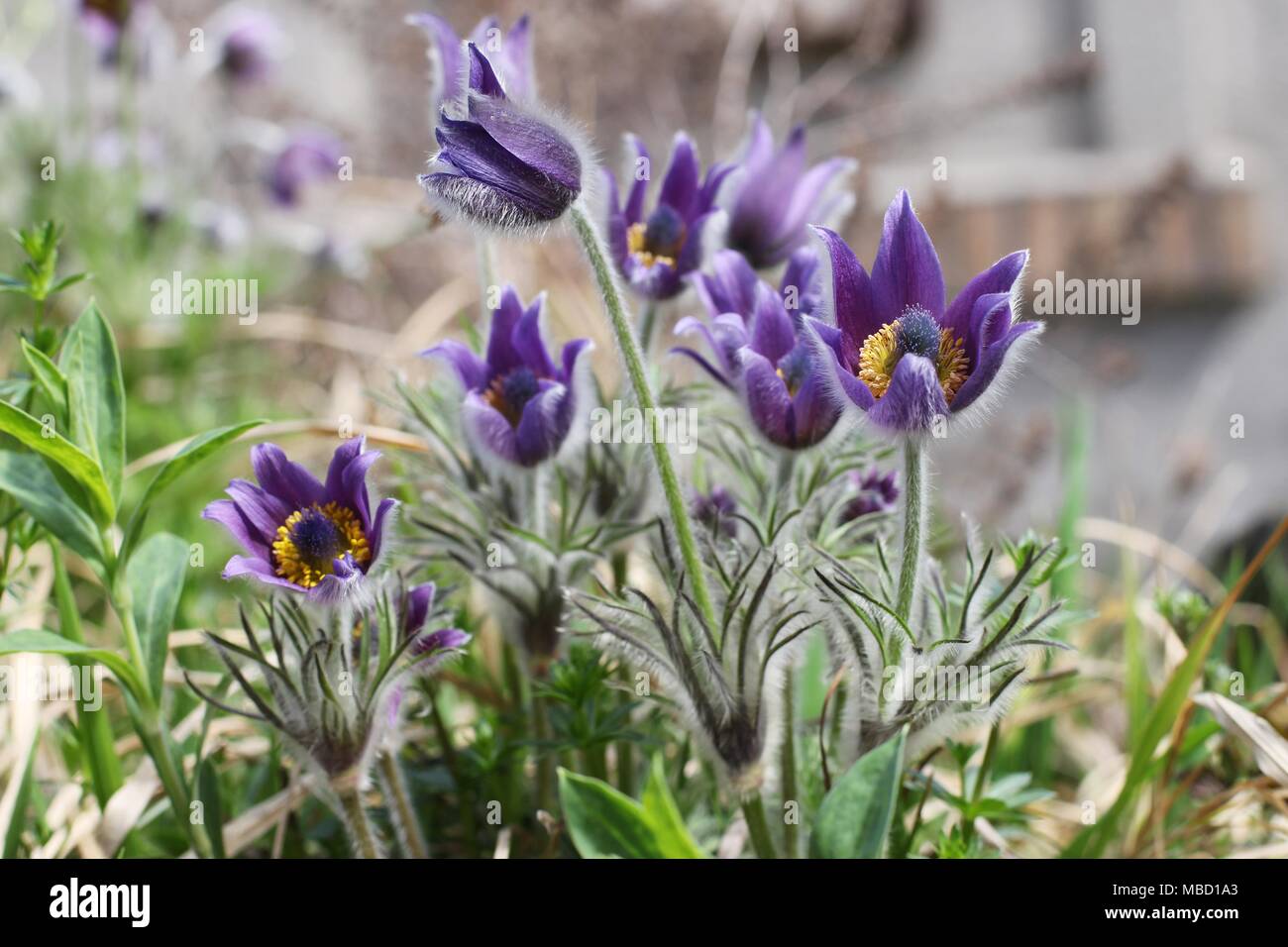 Viola Viola fiore di specie selvatiche di anemone Anemone - montana Foto Stock