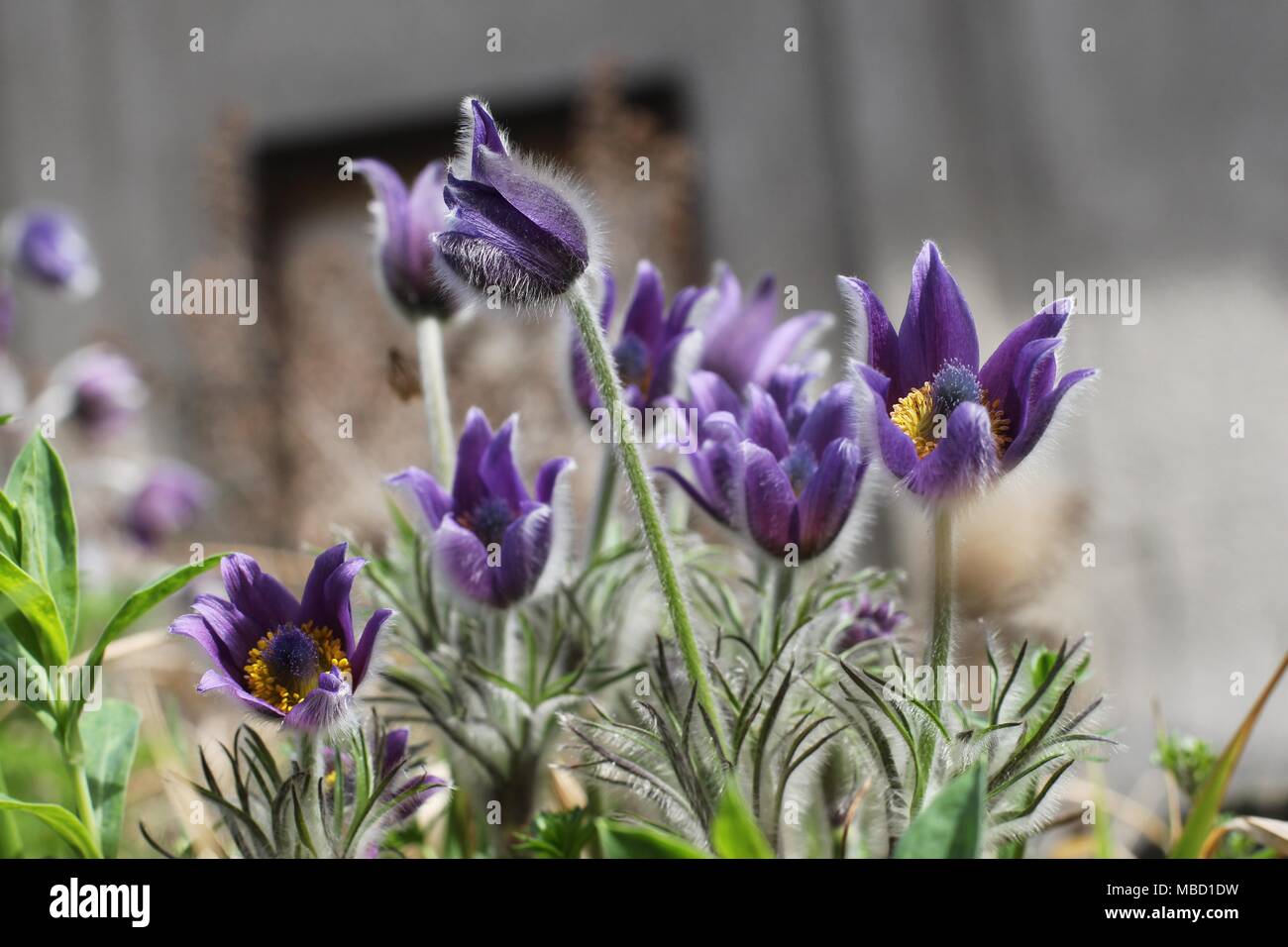 Viola Viola fiore di specie selvatiche di anemone Anemone - montana Foto Stock