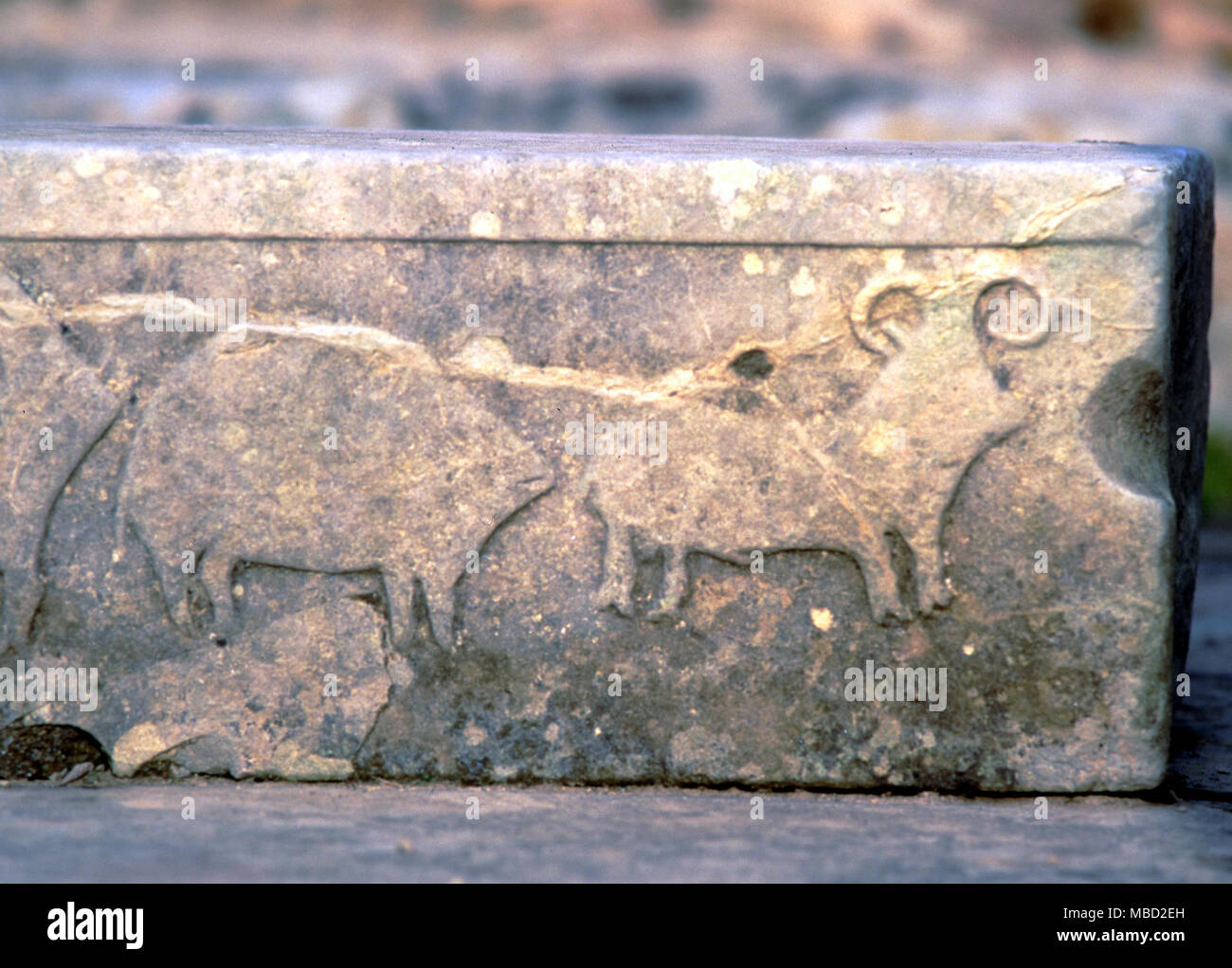 Malta. Bassorilievo incisioni di animali nel tempio preistorico di Tarxien a. c.3,500 BC Foto Stock
