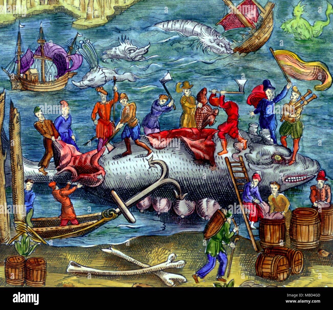 Stange fenomeni - Whalers taglio fino a catturato balena. Xilografia medievale di circa 1530. Stampa allentati, origine sconosciuta.. - © /Charles Walker Foto Stock
