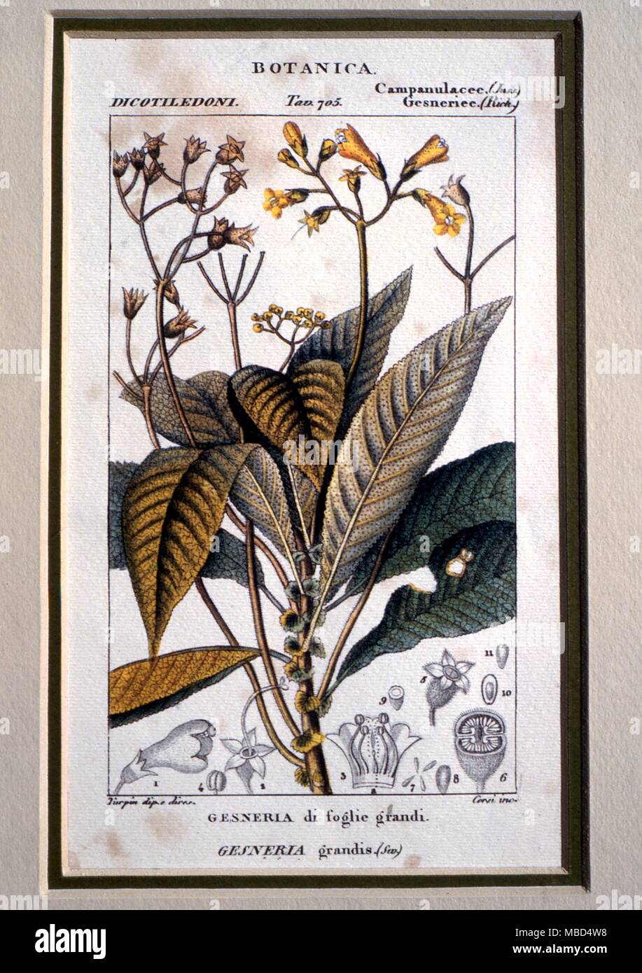 Fiori - Gesneria - colorate a mano stampa di Gesneria Grandis - XVIII secolo, italiano. - ©Charles Walker / Foto Stock