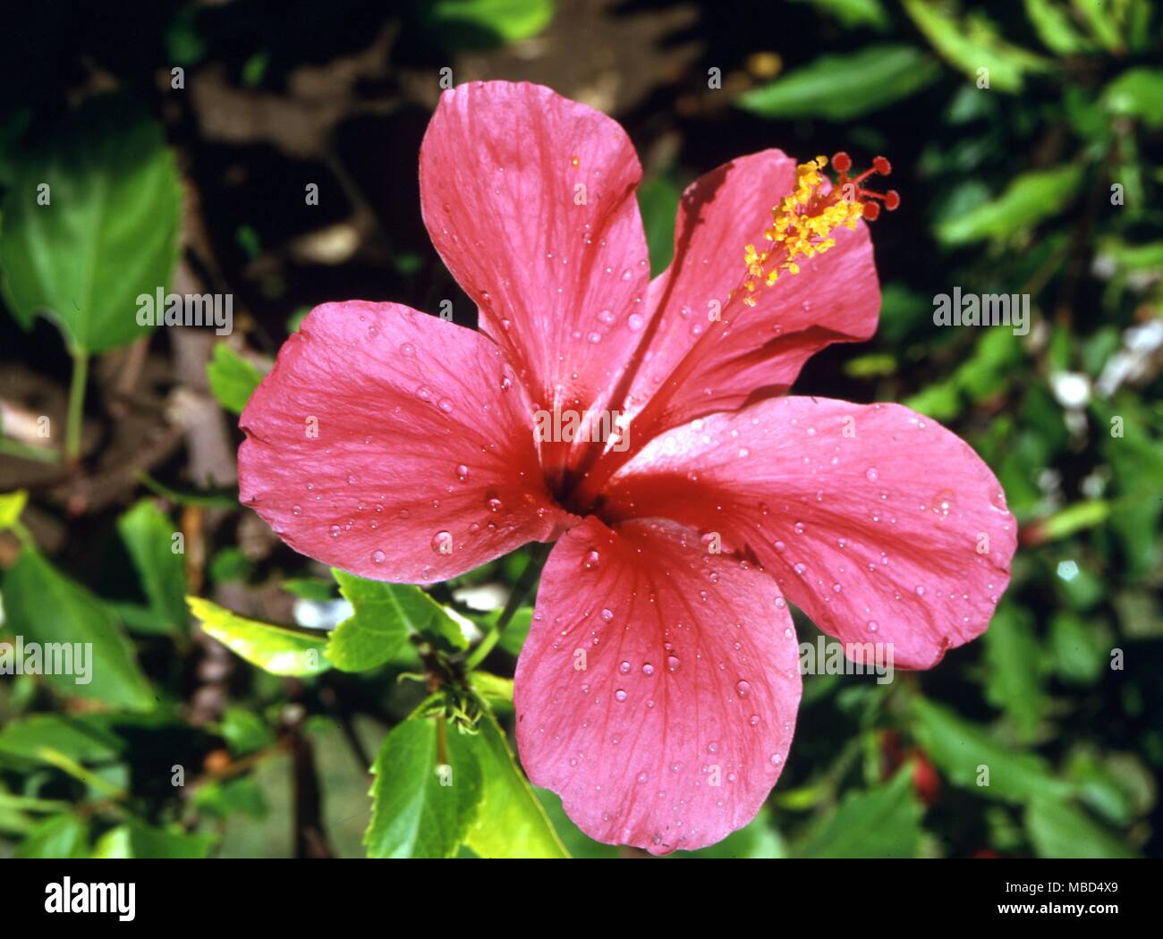 Fiori di ibisco rosso - questo fiore è governata da Venere e utilizzato come  un tè per aumentare la lussuria. Bustine di polvere dei fiori sono  utilizzati anche come incenso per