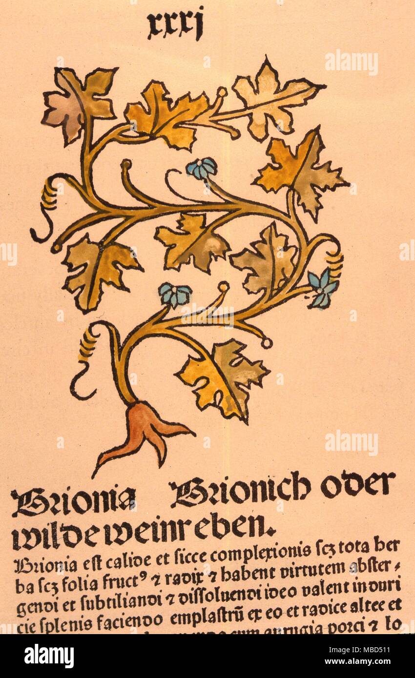 Brionia, pagina da "Passau " a base di erbe che contiene 150 xilografie di piante. Johann Petri, 1485 Foto Stock