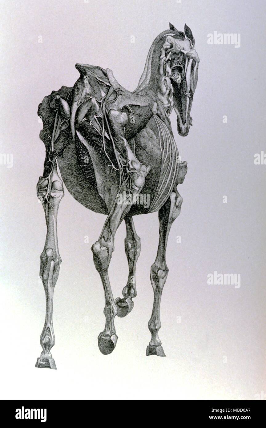 Muscolo-scheletrici cavallo. Incisione di George Stubbs per la sua anatomia del cavallo, 1766. - © / Charles Walker Foto Stock