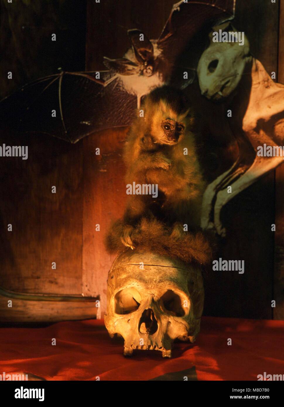 Il rituale di oggetti utilizzati nell'conjuration di Thoth in un moderno congrega. Il marmoset, il cranio e la magica candela. Collezione privata. Foto Stock