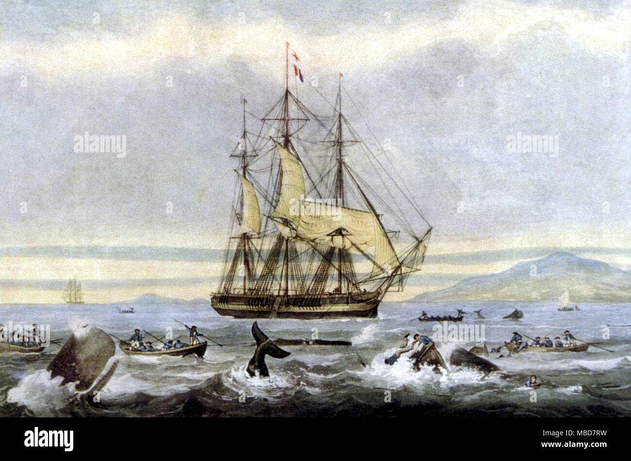 Mostri - Whale pesca del Mare del Sud Whale pesca, 1825. La puntasecca da Sutherland, dopo la pittura da Huggins. Il 'Amelia Wilson' in questa stampa è stata persa nei Mari del Sud nel 1834 Foto Stock