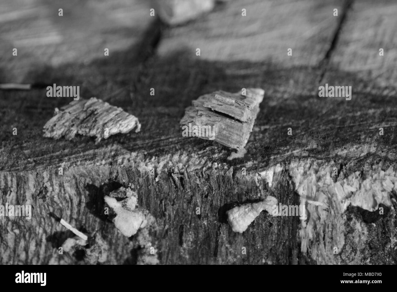Zoom su un ceppo di albero nella foresta Foto Stock