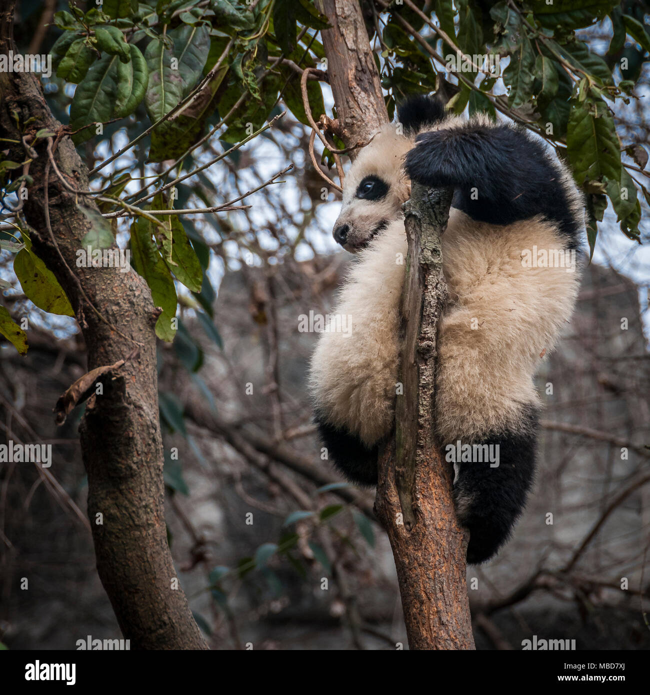 Un panda gigante in un involucro a Chengdu Research Base del Panda Gigante di allevamento in Cina Foto Stock