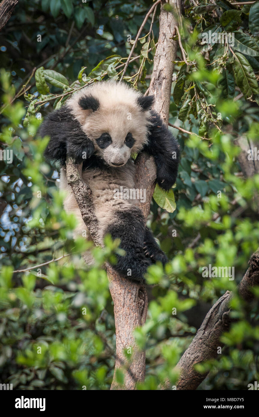 Un panda gigante in un involucro a Chengdu Research Base del Panda Gigante di allevamento in Cina Foto Stock