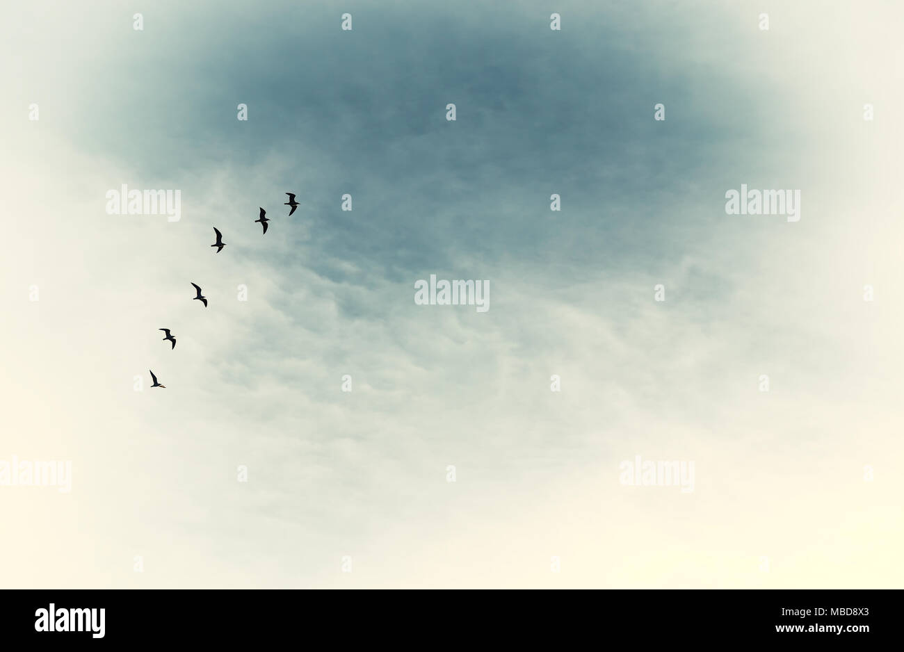 Surreale immagine enigmatica di uccelli in volo . minimalismo e concetto di sogno Foto Stock