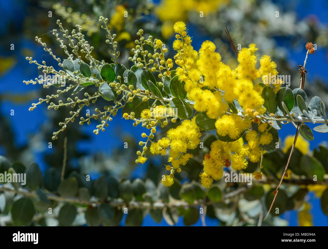 Rami di fioritura Acacia dealbata (mimosa) contro il cielo blu. Foto Stock