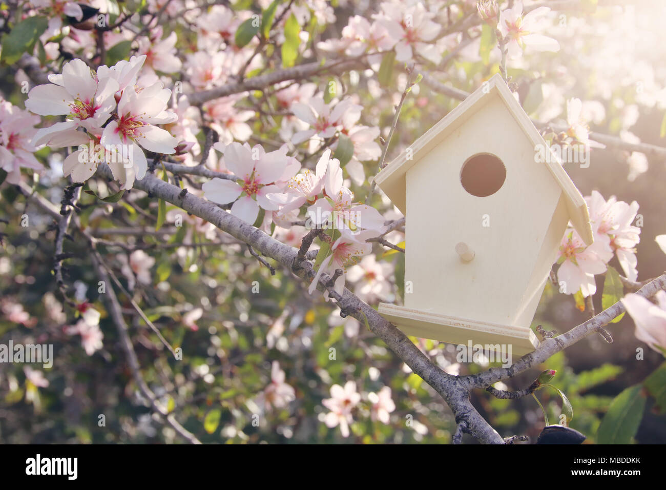 Poco birdhouse in primavera oltre al fiore di ciliegio Foto Stock