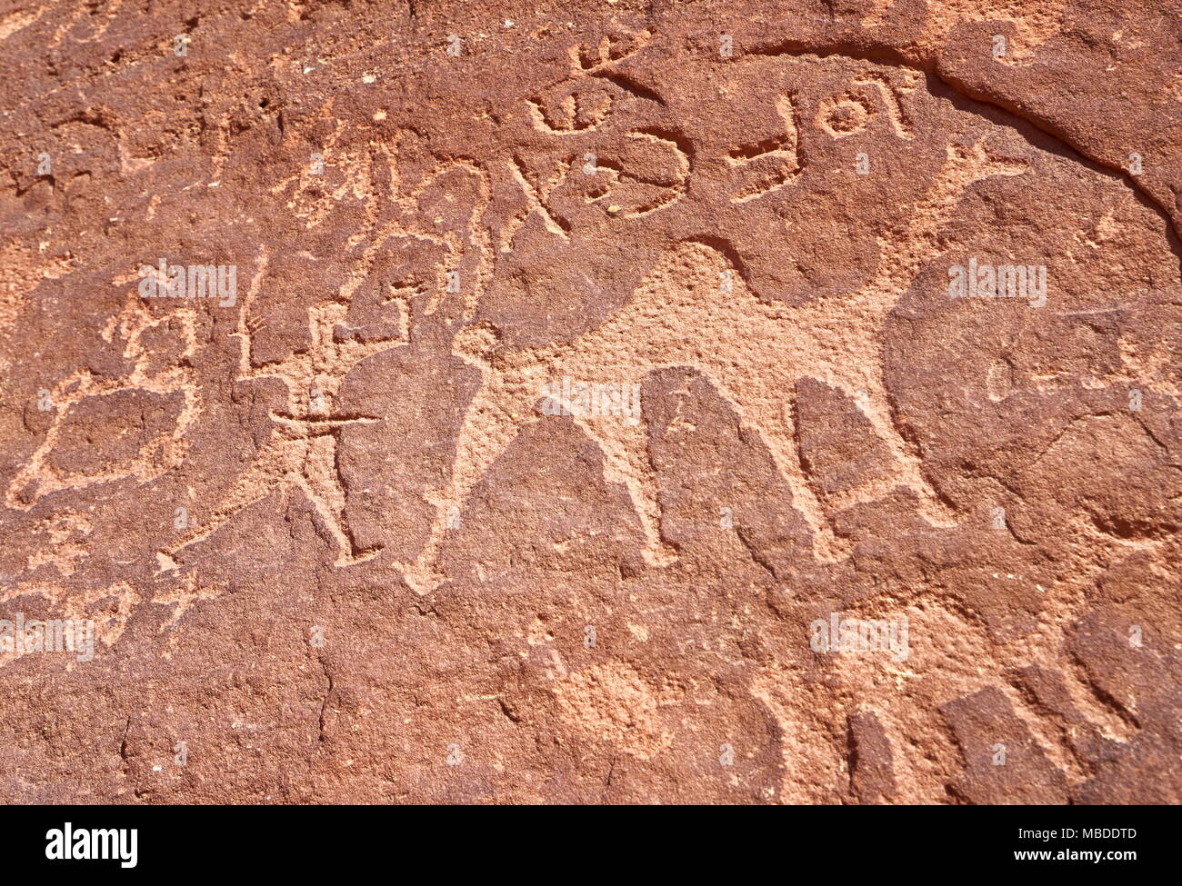 Petroglifi figure cammello dipinti su muro di pietra, Wadi Rum Desert, Giordania Foto Stock
