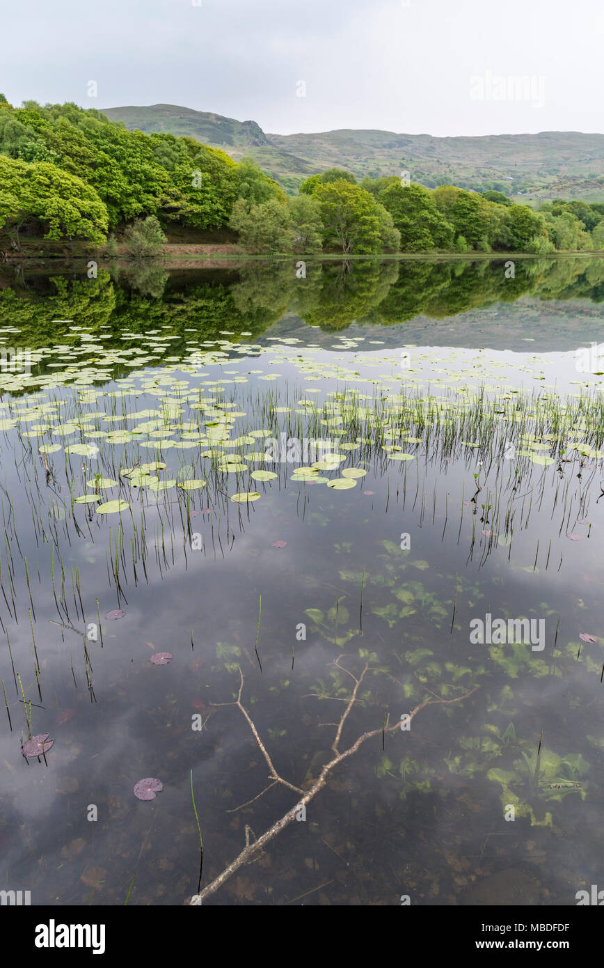 Llyn Tecwyn Isaf, un bellissimo lago naturale di colline di Snowdonia, Galles del Nord, Regno Unito. Foto Stock