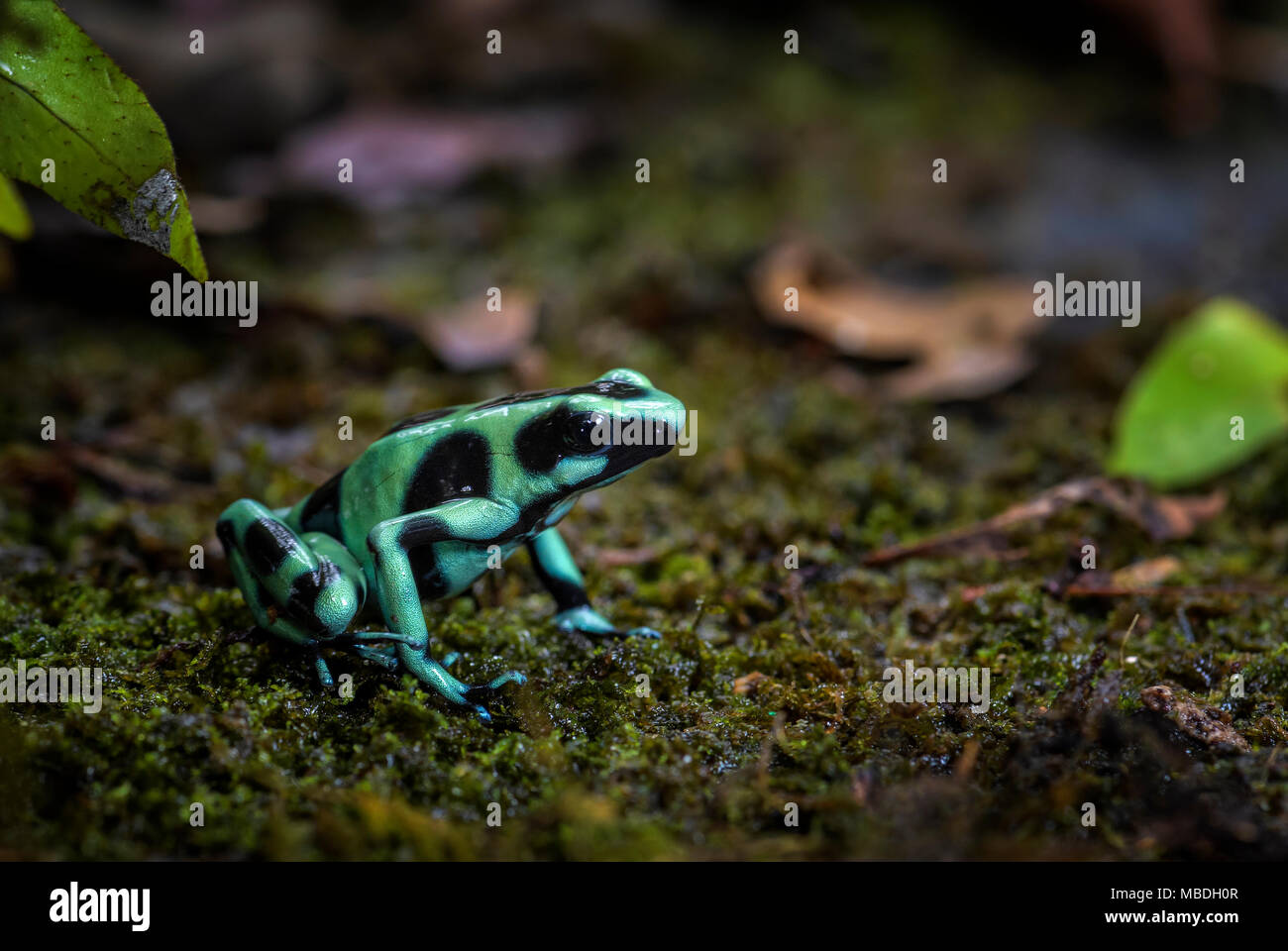 Poison Dart Frog - Dendrobates auratus, verde e nero rana dal Central America foresta, Costa Rica. Foto Stock