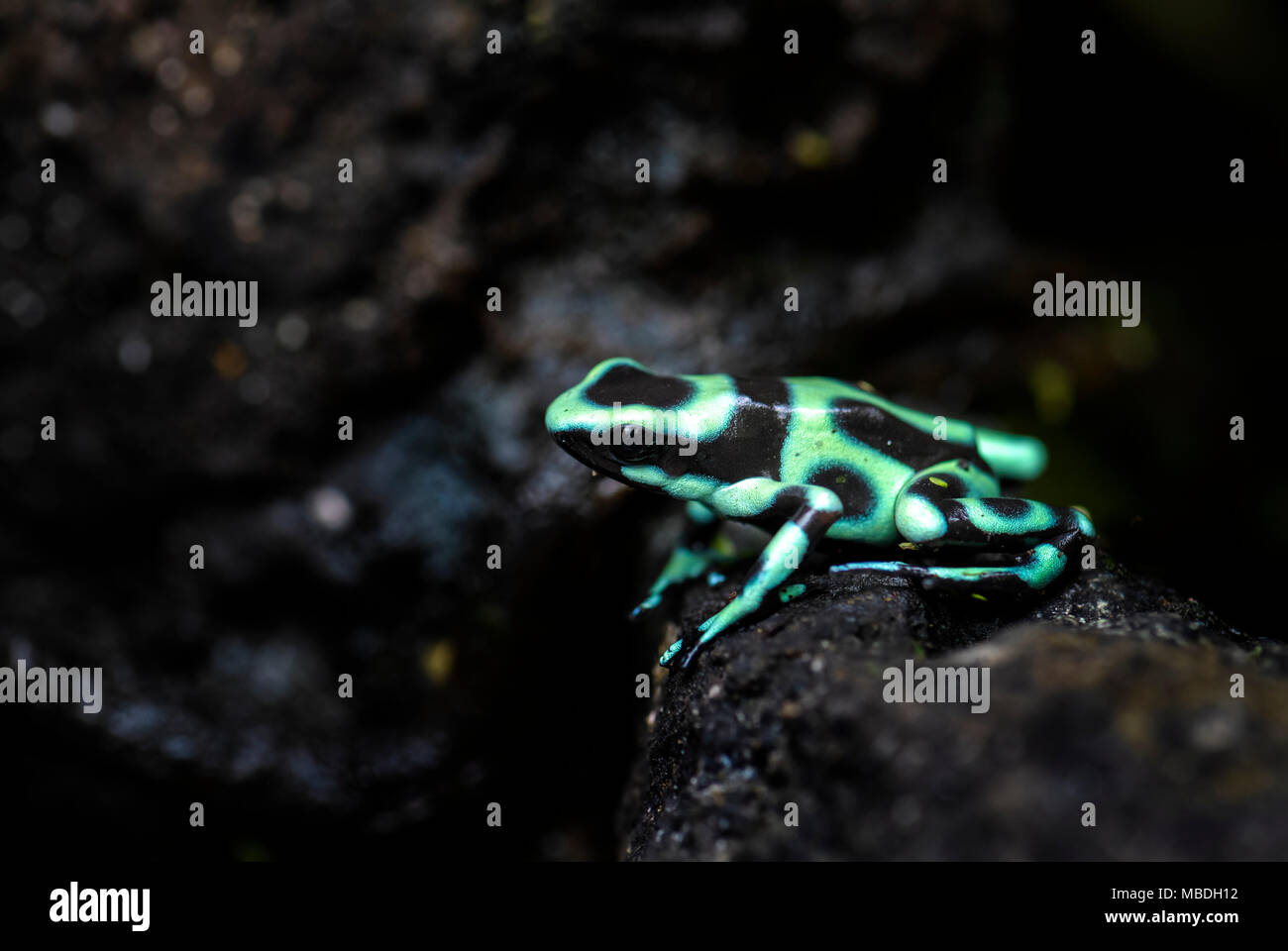 Poison Dart Frog - Dendrobates auratus, verde e nero rana dal Central America foresta, Costa Rica. Foto Stock