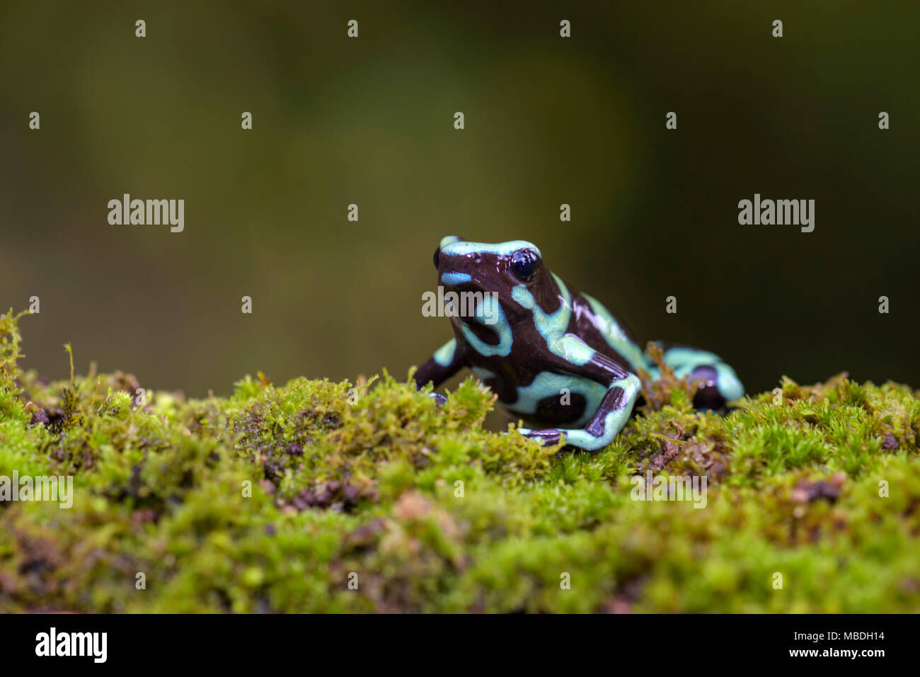 Poison Dart Frog - Dendrobates auratus, verde e nero rana dal Central America foresta, Costa Rica. Foto Stock