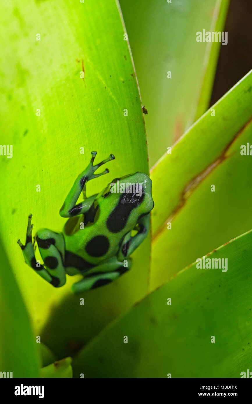 Poison Dart Frog - Dendrobates auratus, verde e nero rana dal Central America foresta, Costa Rica. Foto Stock