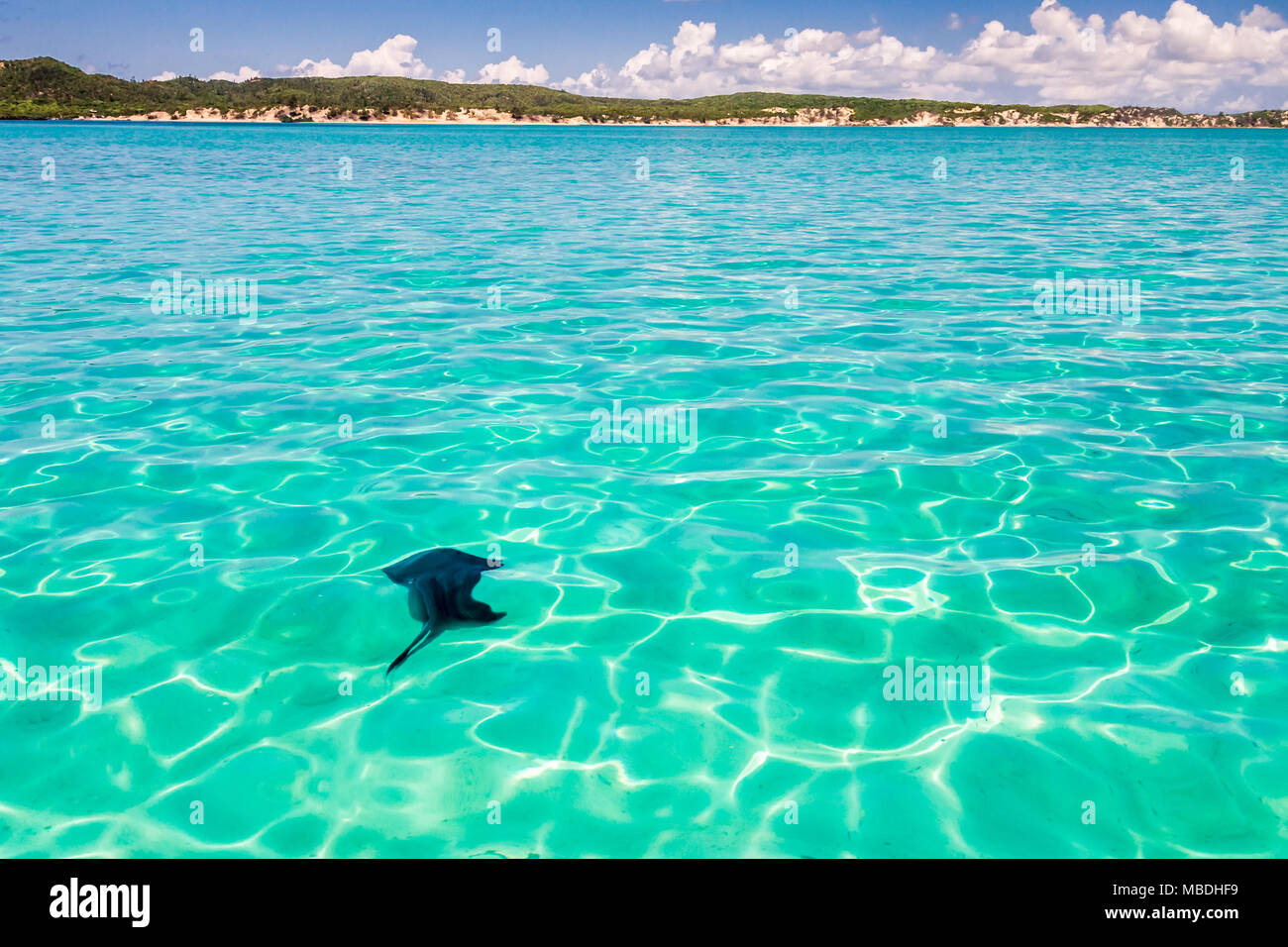 Manta ray nella laguna del mare color smeraldo della baia di Antsiranana (Diego Suarez), a nord del Madagascar Foto Stock