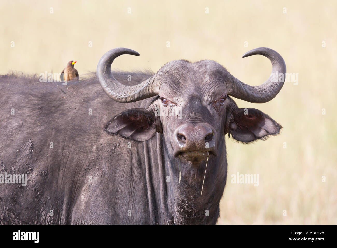 Ritratto di un pascolo di bufali, Syncerus caffer, con un giallo-fatturati Oxpecker seduto sulla sua spalla Foto Stock Ritratto di un pascolo di bufali, Syncerus caffer, con un giallo-fatturati Oxpecker seduto sulla sua spalla Foto Stock