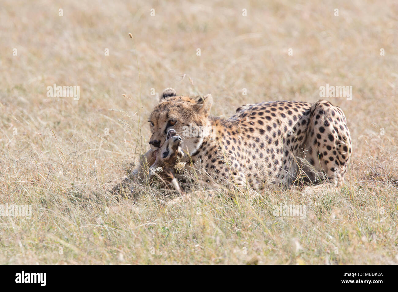 Maschi adulti, ghepardo Acinonyx jubatus, soffocare un bambino Thomson Gazelle, Eudorcas tomsonii, che ha appena catturato Foto Stock