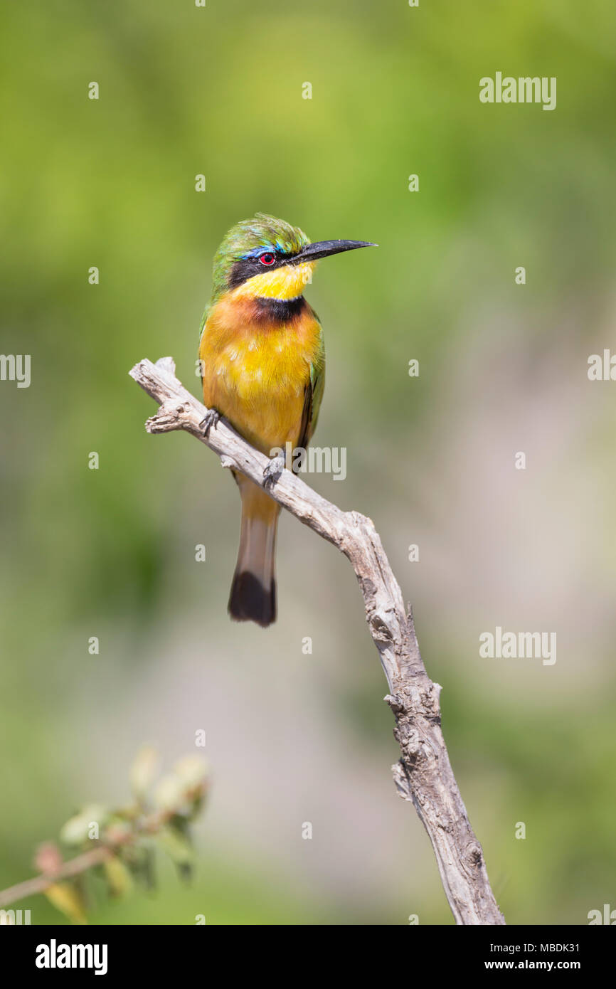 Apetta-eater Merops pusillus, appollaiato su un ramo in Kenya Foto Stock