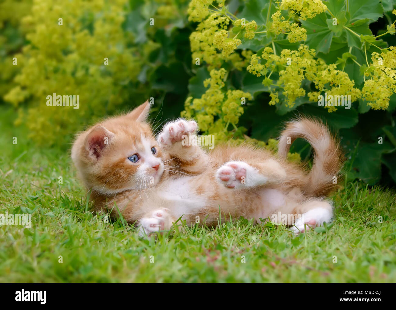 Carino Rosso tabby e bianco baby gattino giocando e mostrando i suoi artigli fuori in erba verde in un giardino fiorito Foto Stock